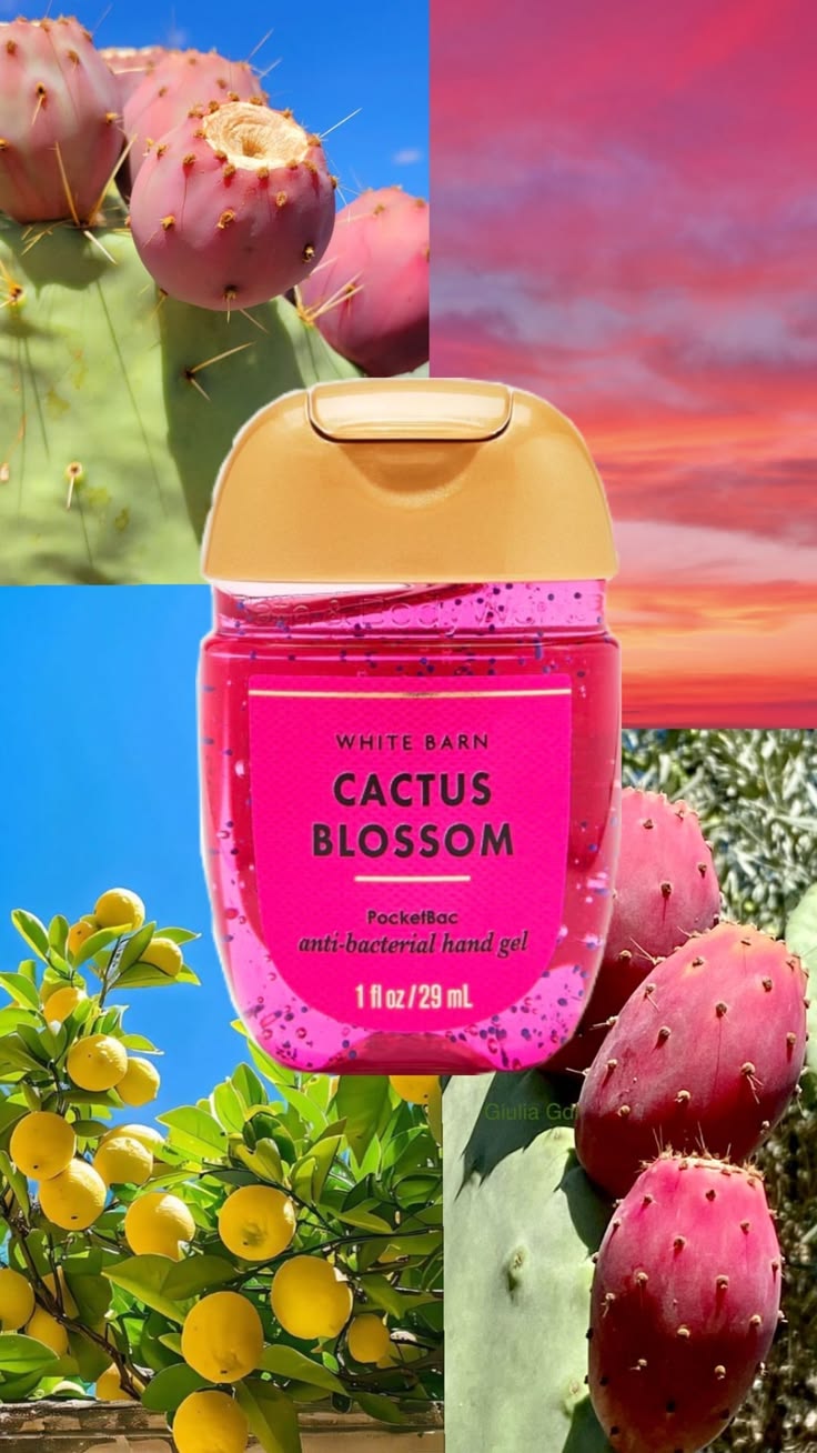 Cactus Blossom